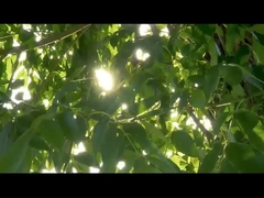 Зонд Хирургический инструмент